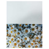 Fresh Daisy