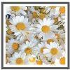 Fresh-daisies